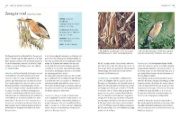 Buchcover und Innenansicht für das Buch: Das BLV Handbuch Vögel