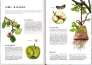 Buchcover und Innenansicht für das Buch: Das große Buch vom Apfelbaum