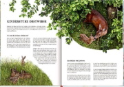 Buchcover und Innenansicht für das Buch: Das große Buch vom Apfelbaum