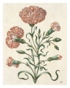 Buchcover und Innenansicht für das Buch: Maria Sibylla Merian: The New Book of Flowers/Neues Blumenbuch