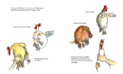 Buchcover und Innenansicht für das Buch: Chicken Survivor - Hühnchen süßsauer