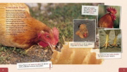 Buchcover und Innenansicht für das Buch: Meine große Tierbibliothek: Das Huhn