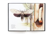 Buchcover und Innenansicht für das Buch: The Wonder of Insects