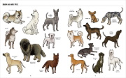 Buchcover und Innenansicht für das Buch: Big Dogs, Little Dogs
