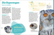 Buchcover und Innenansicht für das Buch: WAS IST WAS Eulen. Jäger mit Supersinnen