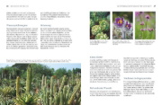 Buchcover und Innenansicht für das Buch: Robuste Schönheiten für den Garten