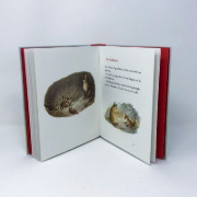 Buchcover und Innenansicht für das Buch: Der Findefuchs - Wie der kleine Fuchs eine Mutter bekam