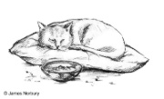 Buchcover und Innenansicht für das Buch: The Cat Who Taught Zen