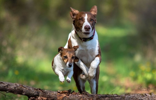 Buchcover und Innenansicht für das Buch: Über 125 Naturheilmittel für den gesunden Hund!