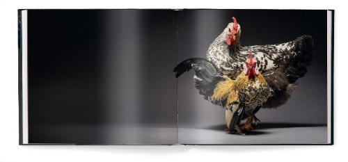 Buchcover und Innenansicht für das Buch: Feathered Elegance