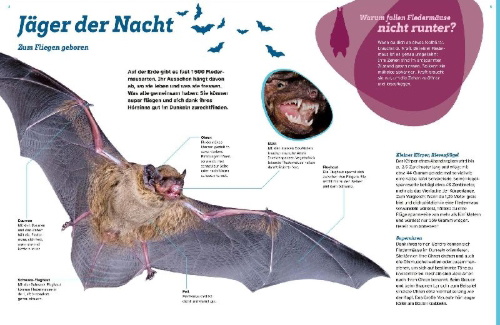 Buchcover und Innenansicht für das Buch: WAS IST WAS Fledermäuse. Flink durch die Nacht