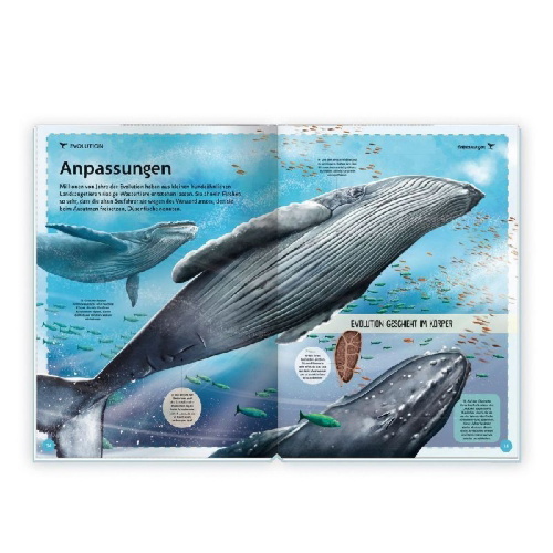 Buchcover und Innenansicht für das Buch: Trötsch Kinderbuch Das großartige Buch der Wale| Ab 8 Jahren