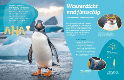 Buchcover und Innenansicht für das Buch: WAS IST WAS Pinguine. Immer cool drauf