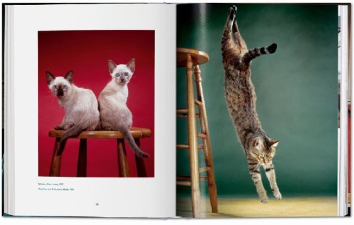 Buchcover und Innenansicht für das Buch: Walter Chandoha. Cats. Photographs 1942-2018
