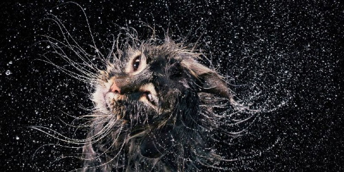Buchcover und Innenansicht für das Buch: Feline