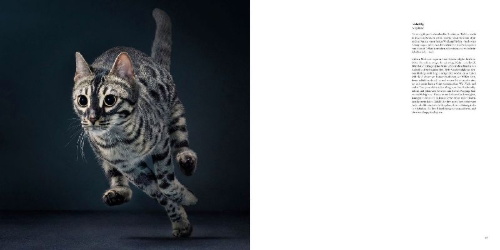 Buchcover und Innenansicht für das Buch: Feline