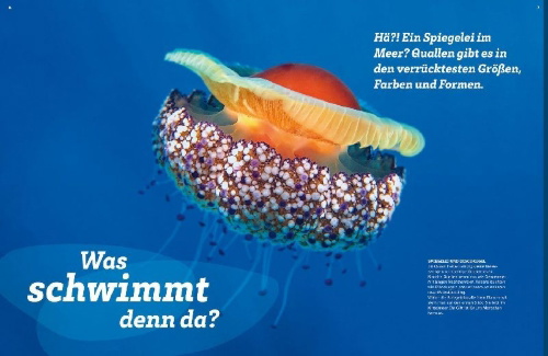 Buchcover und Innenansicht für das Buch: WAS IST WAS Quallen. Alles nur Glibber?!